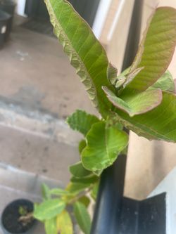 Guava Tree