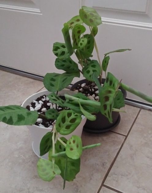 Prayer house plants$12-$14 Each pot