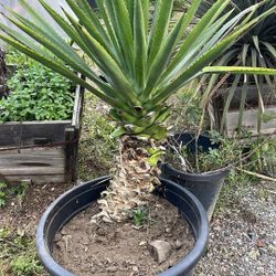 Caribbean Agave