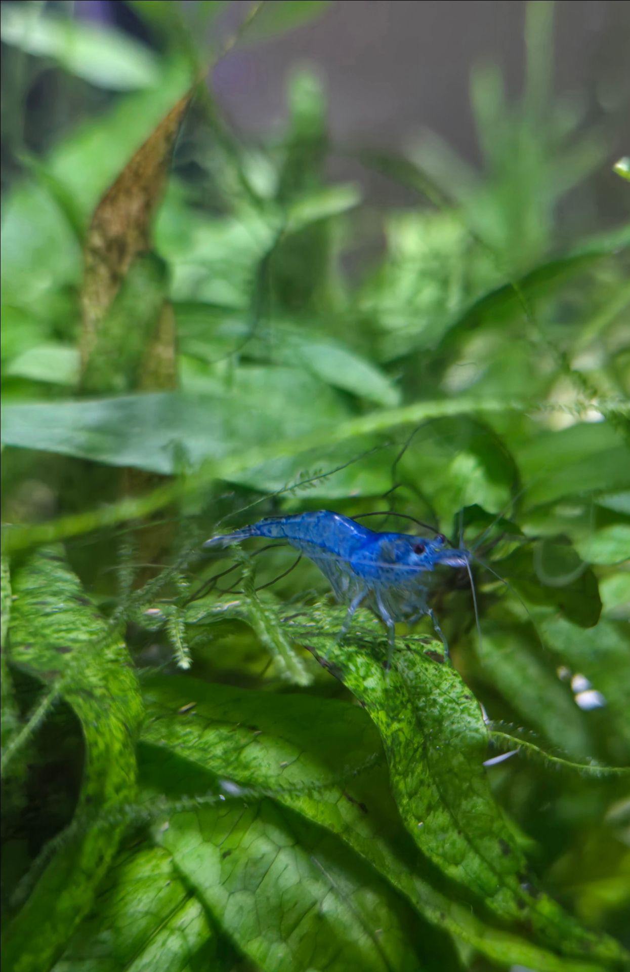 Blue shrimp