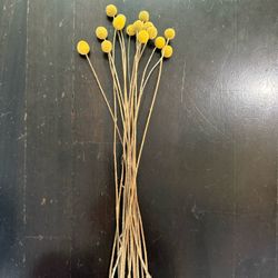 Set Of 15x Dried Crespedia Stems