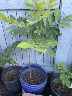 Nogal de nuez Grande