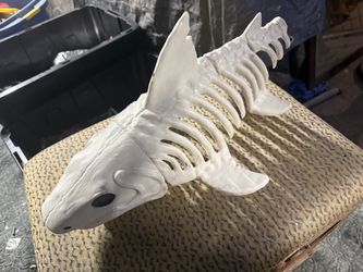 Big shark skeleton great condition