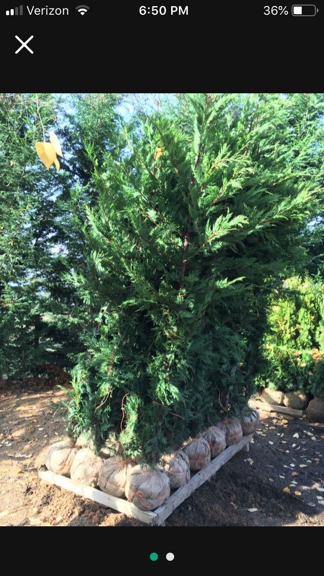 Leyland Cypress Tree 9ft Tall