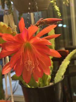 ORANGE EPIPHYLLUM