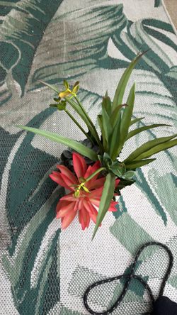 Decorative plant