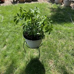 Houseplant 