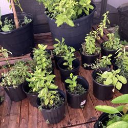 Plants.   Lemon.  Avocado.  Mango 