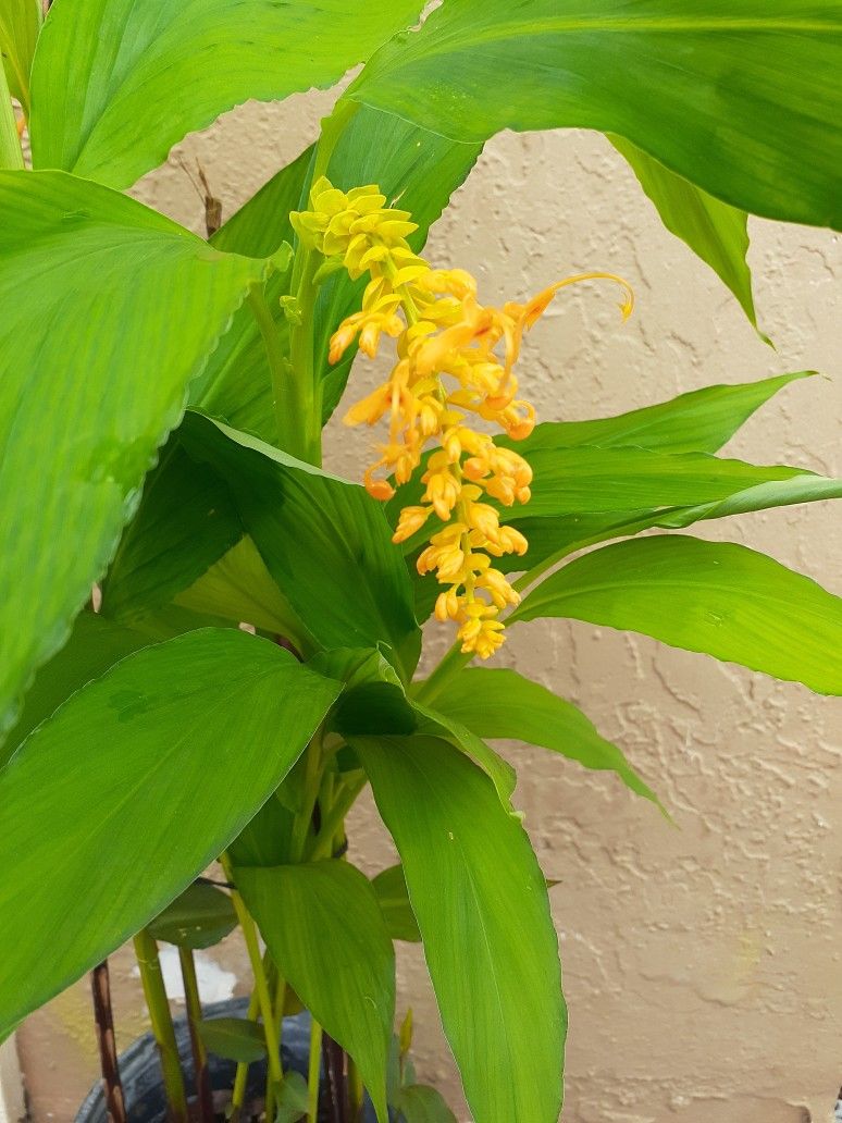 Globba schomburgkii ‘Yellow Dancing Girl Ginger’ Plant