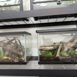 Cage Setups 