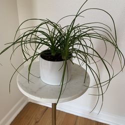 Plant With Pot $10