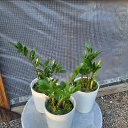 Zz Plants 4" Ceramic Pot $6 Each