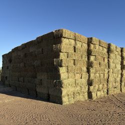 Alfalfa