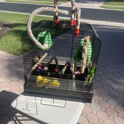 Bird Cage