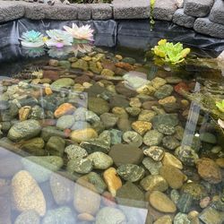 Pond Rocks