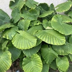Elephant Ear plant