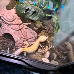 Leopard Gecko With Cage And Everything 