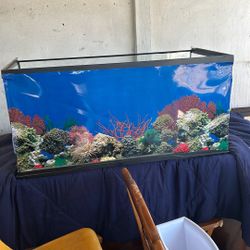 Fish Tank 