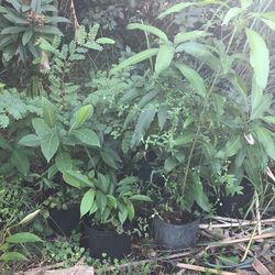 Fruit Trees