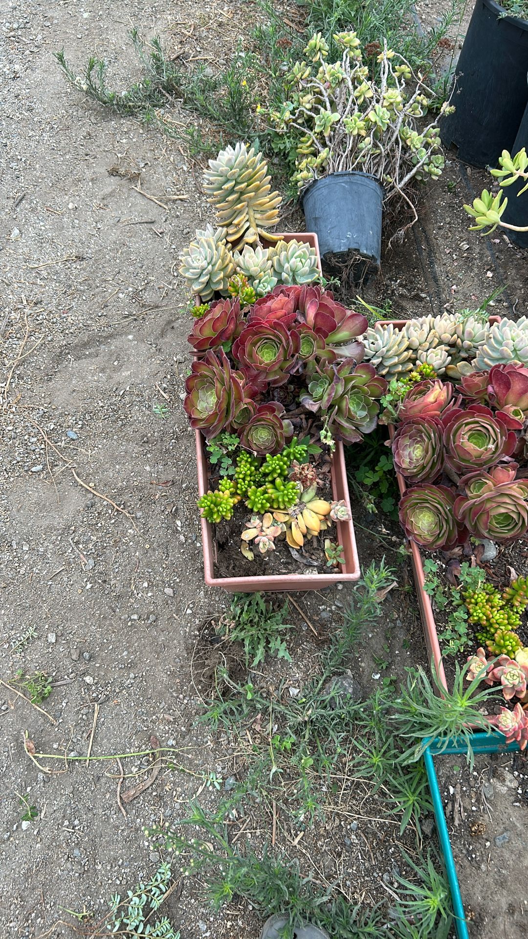 Succulent plants