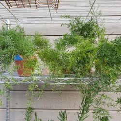 Small Succulents 4"-6"