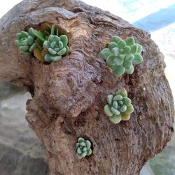 Genuine Driftwood Flower Planter