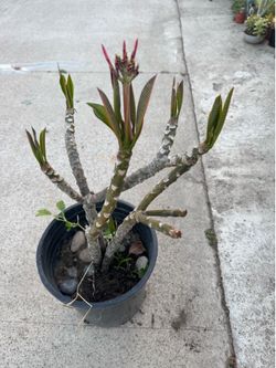 Pink plumeria blooming