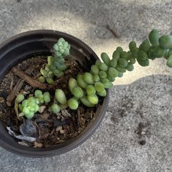 Donkey Tail Succulent 