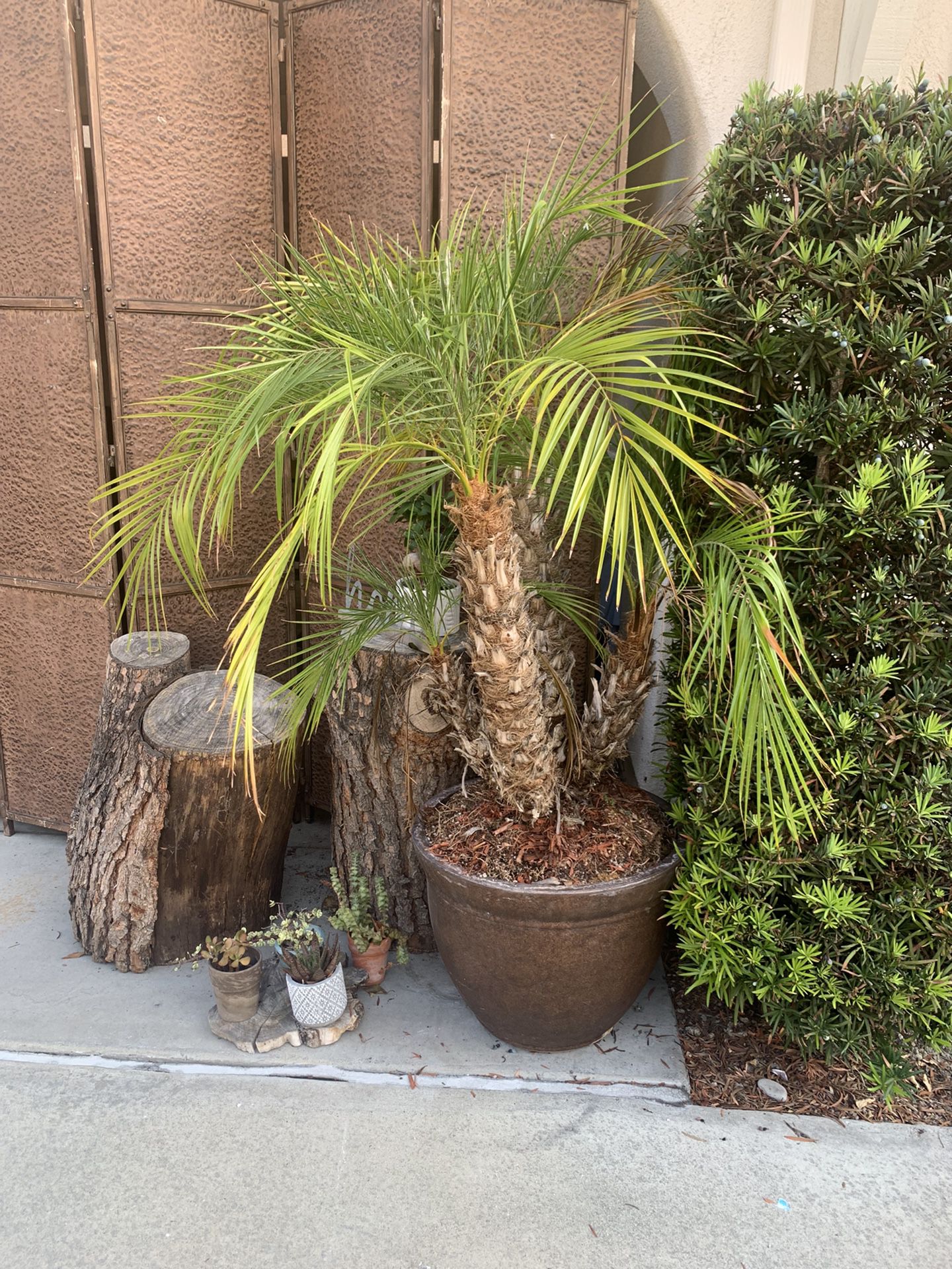 5’ Pigmy Palm Tree. 4 Trunks. Can Deliver 
