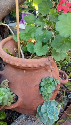 Múltiples Suculents Clay Pot And Plants Included