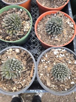 Rare Black Sea Urchin 