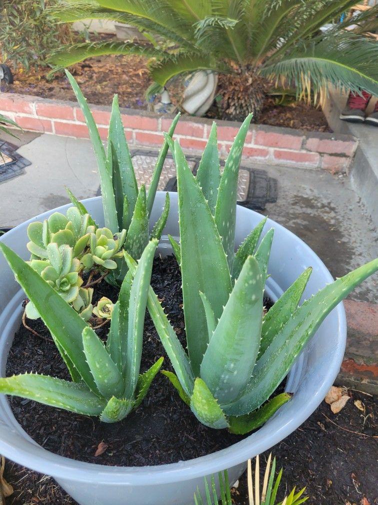 ALOE VERA PLANTS 