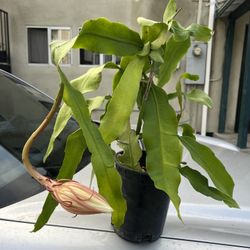Queen Of The Night Plant