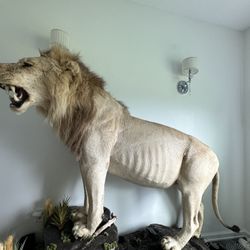 Directly From Africa 