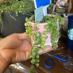 String Of Turtle 