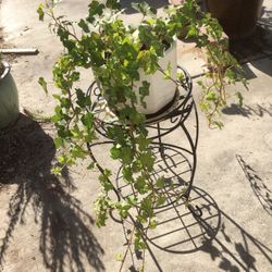 $10 ivy in ceramic pot on plant stand