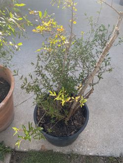 Pomegranate Tree