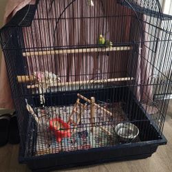 Birds Cage