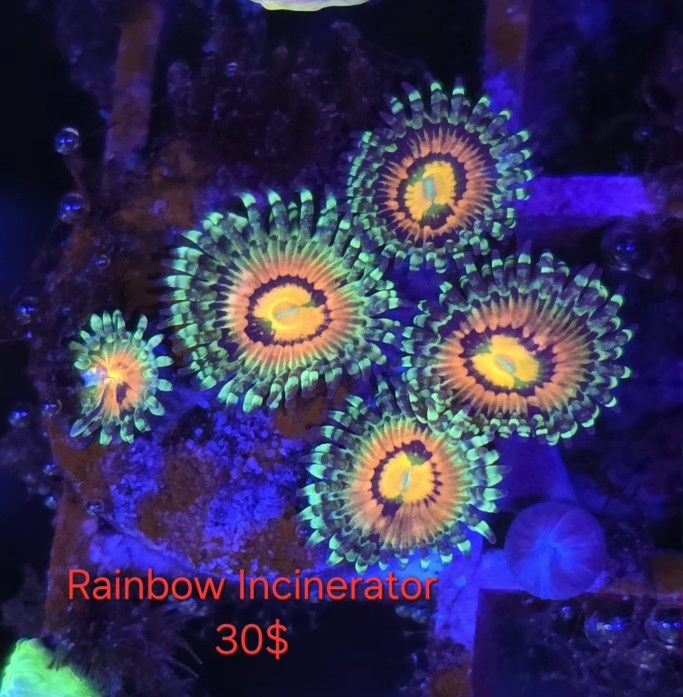 Rainbow Incinerator Reef Aquarium Decor