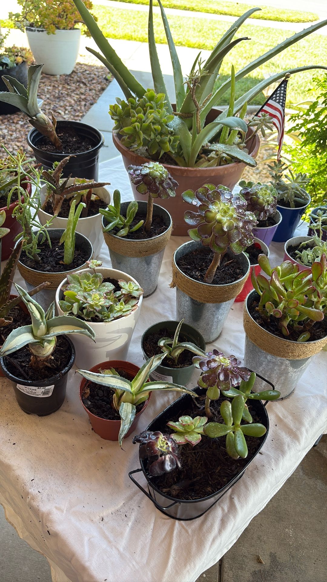 Lots Of Succulents