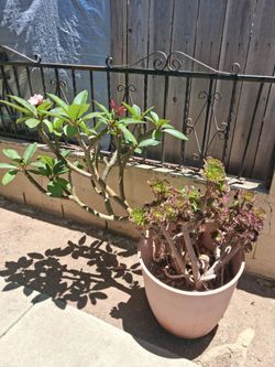 Maceta ,plumeria