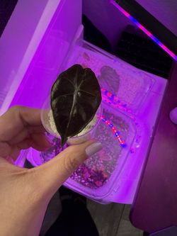 alocasias/begonia Pups