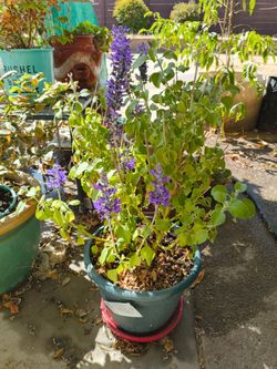 Salvia Mystic Spires Blue