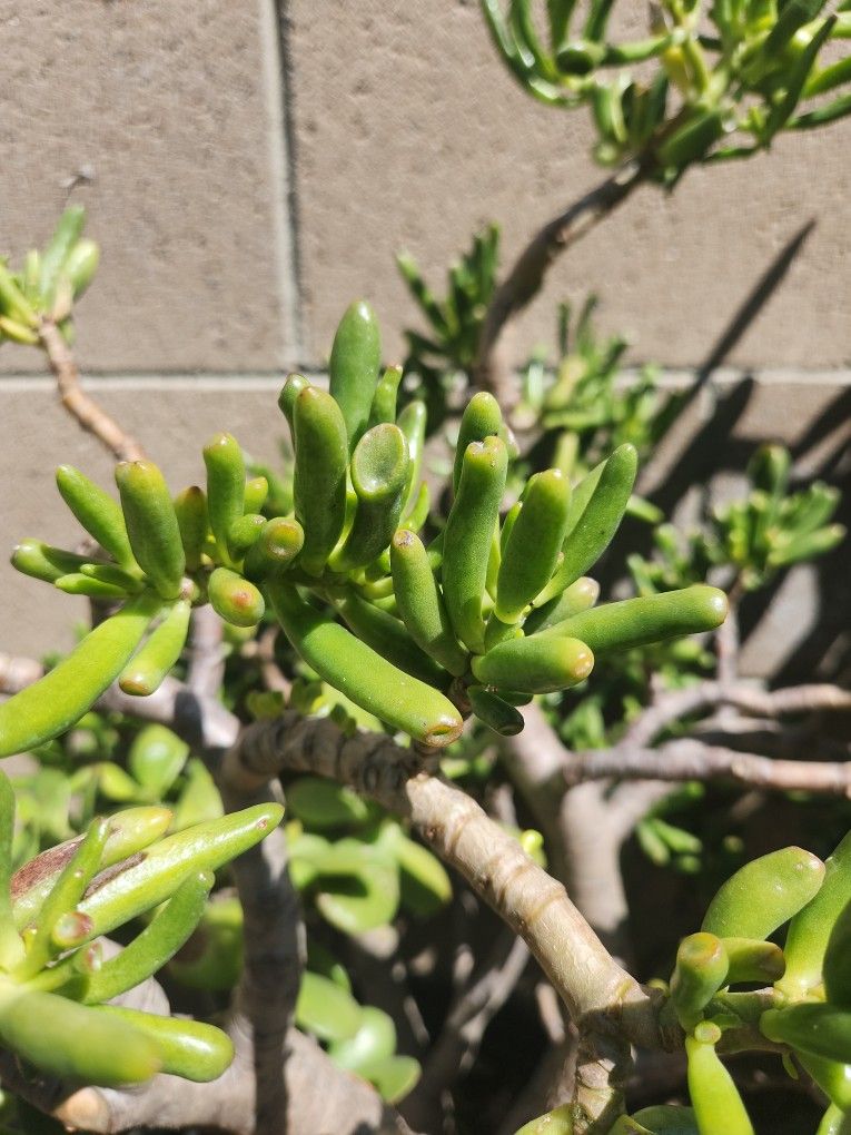 Crassula Ovata "Gollum" Jade Tree