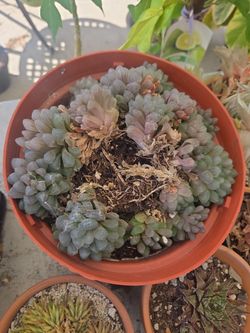 Haworthia cooperi cluster