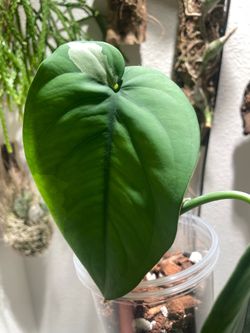 Syngonium Chiapense Variegated