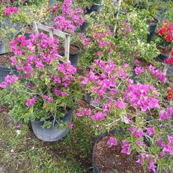 On Sale! Bouganvillea $45.00