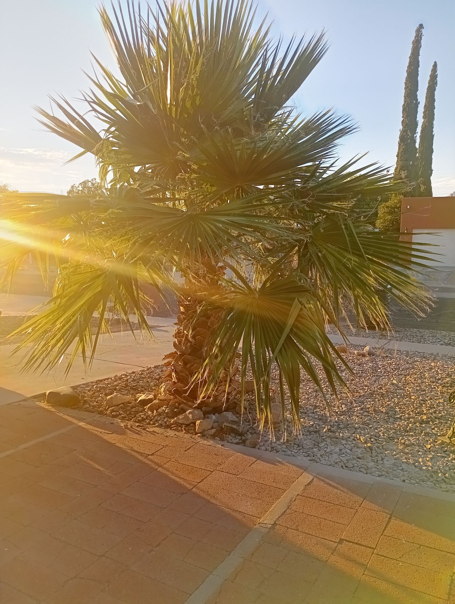 Free palm tree U-Pull