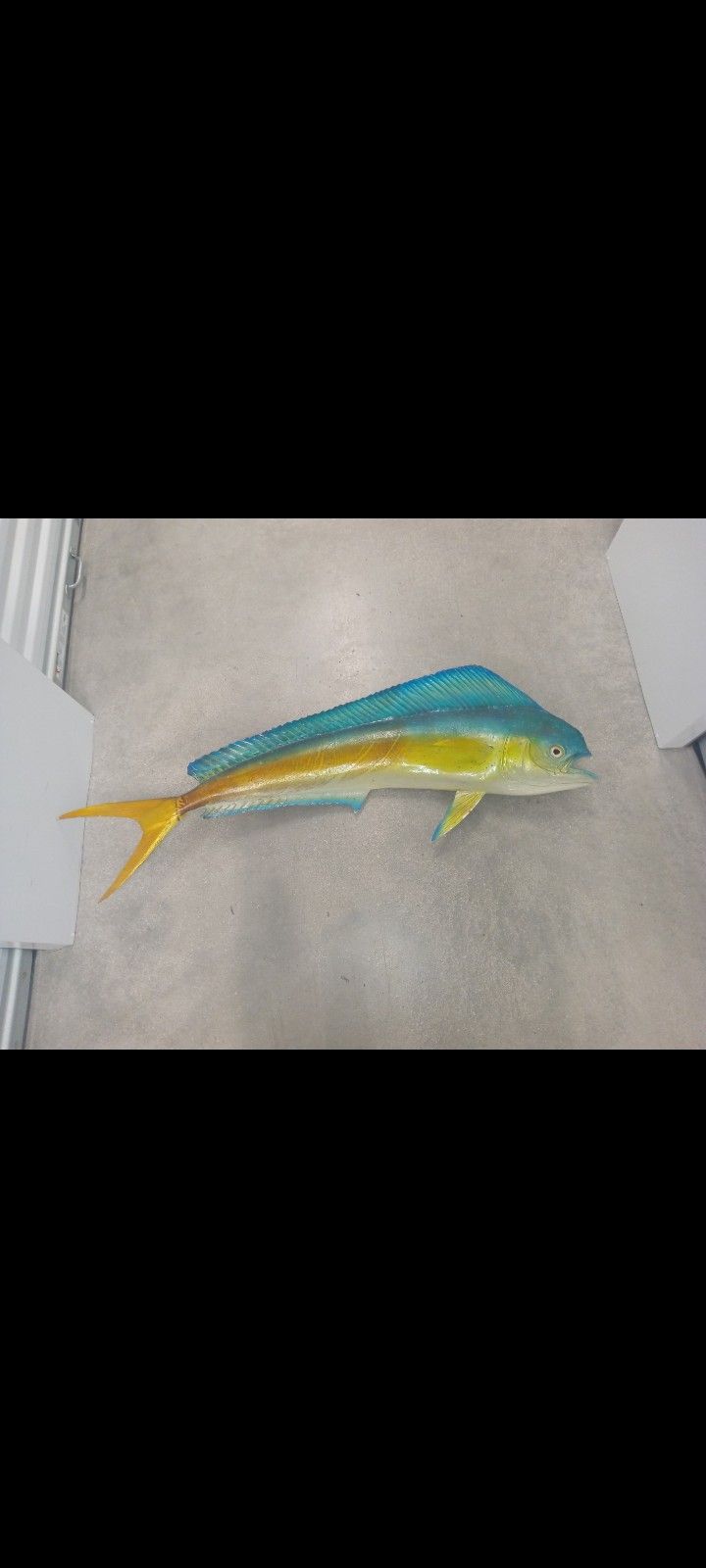 Taxidermy Mahi Mahi