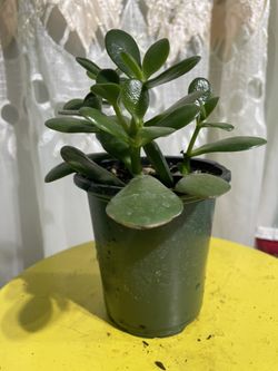 Jade Suculent 